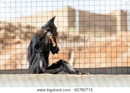 Black Monkey