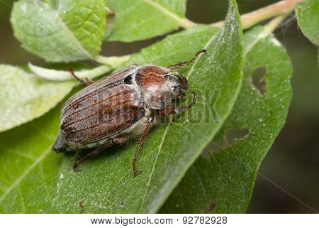 Cockchafer