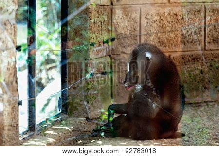 Monkey Dril In Zoo Cell