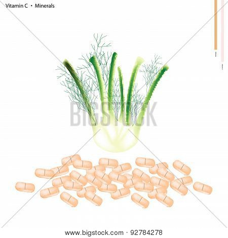 Fennel Bulb With Vitamin C And Minerals