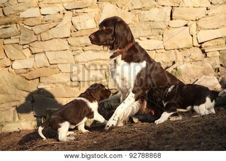 Small Munsterlanderbitch With Puppies