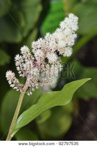False Solomon's Seal