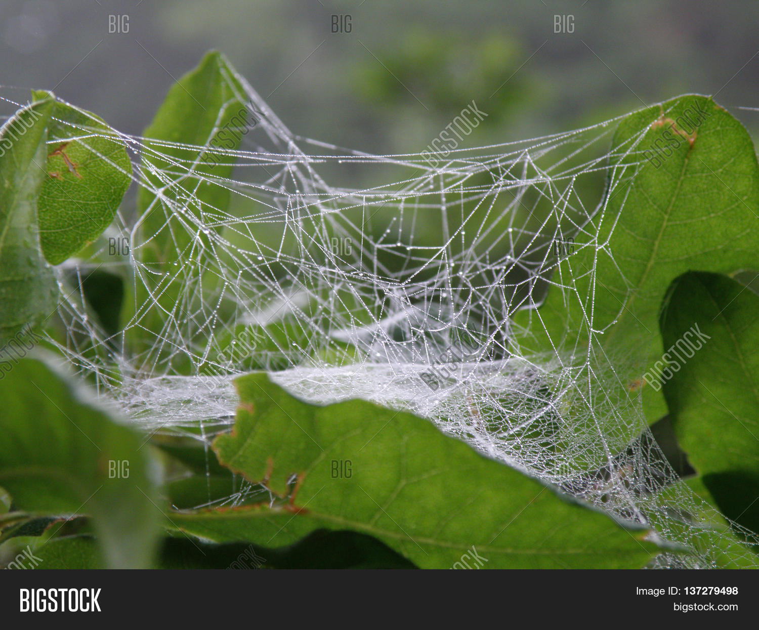 Cocoon Gossamer Thread Image \u0026 Photo 