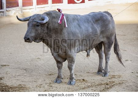 Ubeda SPAIN - September 29 2010: Capture of the figure of a brave bull of hair color ash in a bullfight Spain