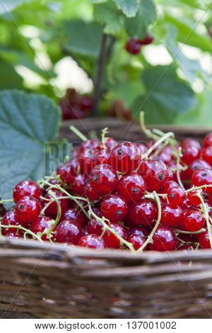 Fresh Ripe Sweet Red Currant In Basket