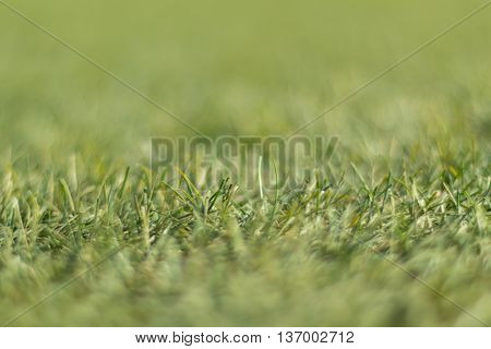 Artificial green grass shot low down  and close up with thin depth of focus.