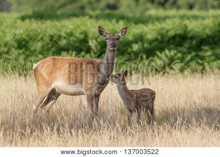 Red Deer (Cervus elaphus) mother and calf keeping close together.