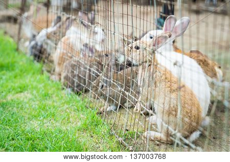 Farm rabbits are waiting for food in wired cage