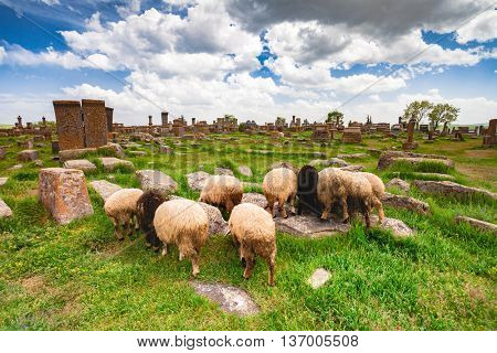 Sheep graze in Noratus Cemetery with Khachkars, Armenia