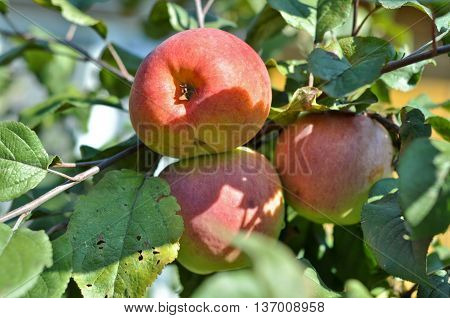 Apples ripen on the trees. Three reddening Apple among Apple leaves.