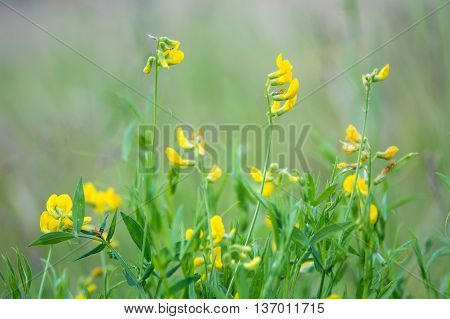 Meadow vetchling (Lathyrus pratensis) in meadow. A scrambling member of the pea family (Fabaceae) seen here with yellow flowers in calcareous grassland