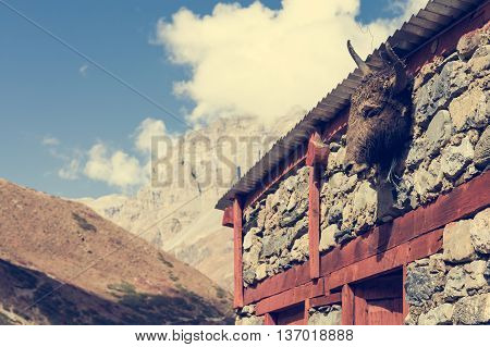 Yak head on a building. Tibetan animistic tradition.