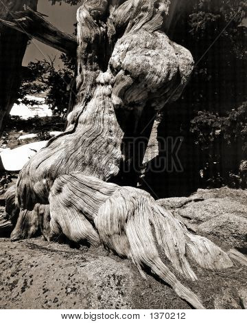 Bristlecone 
