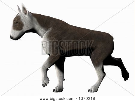 Bull Terrier - 05