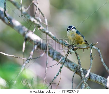 Red Bellied Nuthatch deep in a boreal forest in north Quebec Canada. These birds busily search the trees for insects and grubs and are also regular visitors to bird feeders.