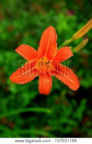 single orange tiger lily garden flower fragrant