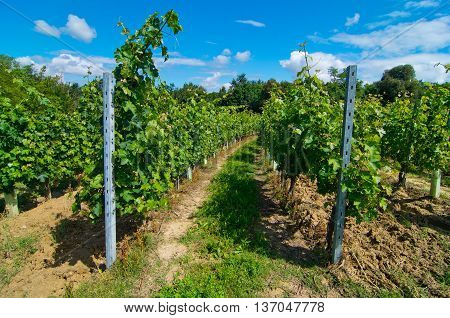 vineyard arranged in a circle and semicircle with traditional methods on a hill level curves