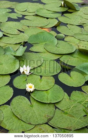 Two water lilies bloom in a littel lake