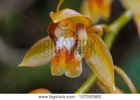 Coelogyne Fuscescens  Rare Species Wild Orchids In Forest