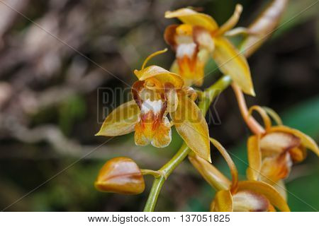Coelogyne Fuscescens  Rare Species Wild Orchids In Forest