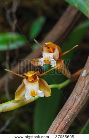 Coelogyne Fuscescens  Rare Species Wild Orchids In Forest