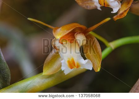 Coelogyne Fuscescens  Rare Species Wild Orchids In Forest