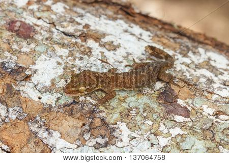 Ulber's Gecko In Tropical Forest