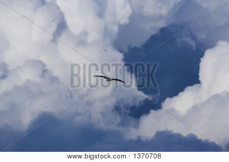 Uccelli e nuvole