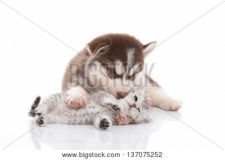 Cute siberian husky puppy cuddling cute kitten on white background isolated