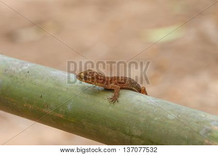 Ulber's Gecko In Tropical Forest