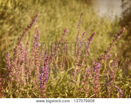 Beautiful Landscape With Flowers In A Field, Vintage Photo.
