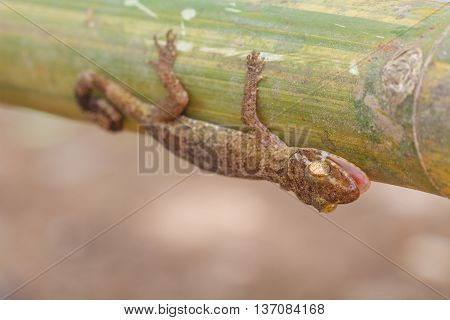 Ulber's Gecko In Tropical Forest