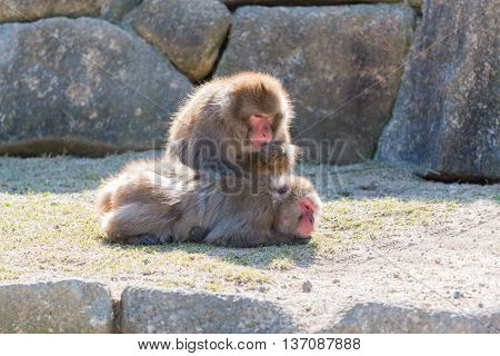 Macaca Fuscata Or Japanese Macaque Relaxing.