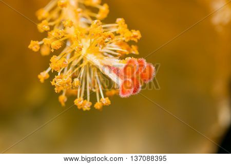 Hibiscus Flower Showing Pollen Details Close Up.