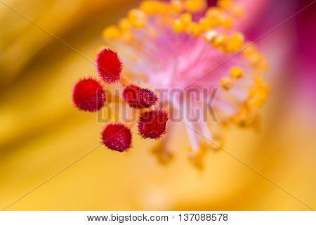 Hibiscus Flower Showing Pollen Details Close Up.