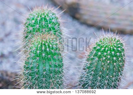 Cactus Close Up Of Globe Shaped Cactus With Long Thorns.