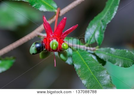 Ochna Serrulata In Nature Exotic Plant