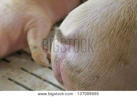 Small Pig Tail Seen From Behind In The Sty