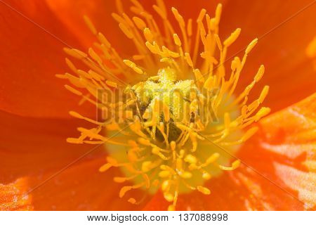Close Up Of A Orange Iceland Poppy (scientific Name Papaver Nudicaule)