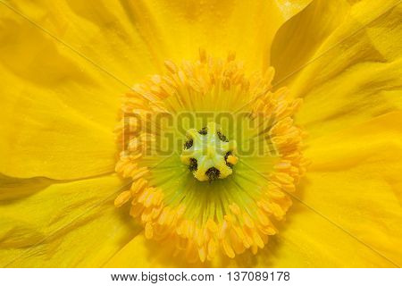 Close Up Iceland Poppy Flower(scientific Name Papaver Nudicaule)