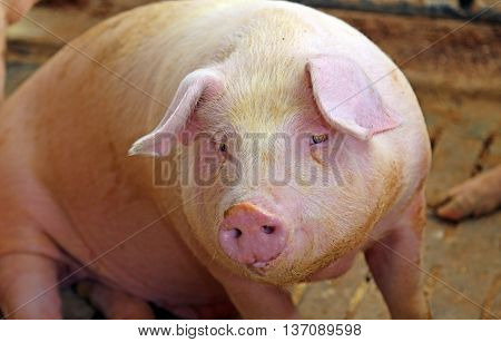 Large Snout Of The Pig In The Pigsty On The Farm