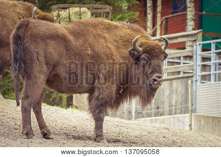 European Bison (bison Bonasus)
