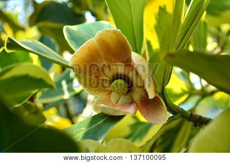 Clusia flower, Clusia sp., Family Clusiaceae, Central of Thailand