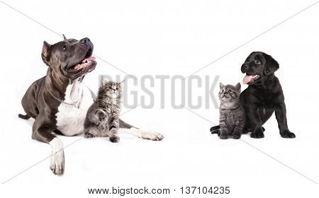 Group of dogs and kitens  sitting in front of a white background