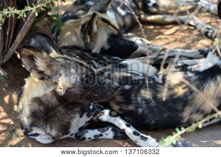 Group of the African Wild Dogs resting in shadow in the bushveld Namibia Africa