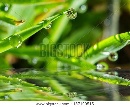 Dew drops on fresh green grass leaves with water reflection wave
