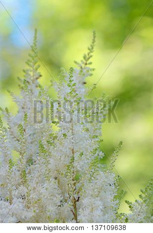 White Astilbe flowers in garden, close up