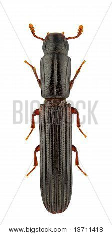 Colydium Elongatum