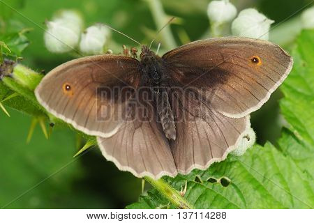 Meadow Brown Male Butterfly Basking on a Leaf (Manolia Jurtina)