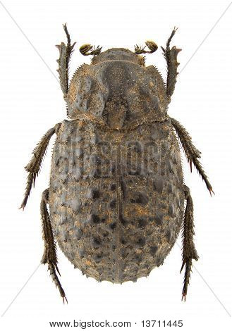 Perlatus di TROX